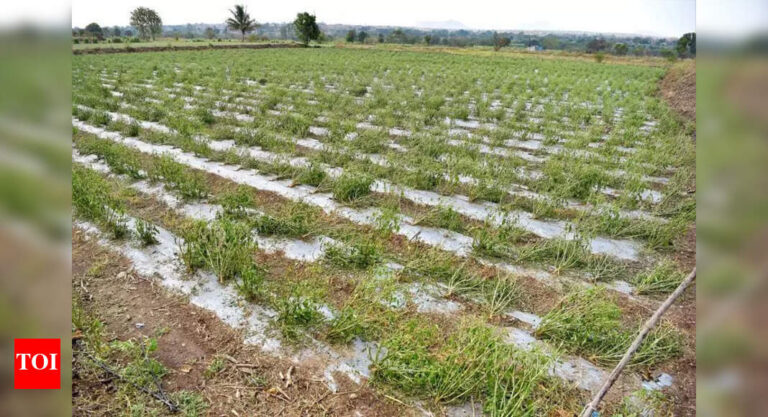 Severe Pre-Monsoon Rains Devastate Pune's Crops on 700+ Hectares, Farmers Brace for Losses