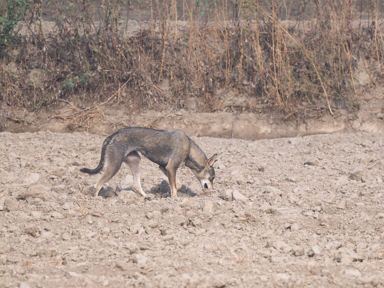 Rare Sightings Alert: Indian Grey Wolf Spotted in Delhi for the First Time Since the 1940s!