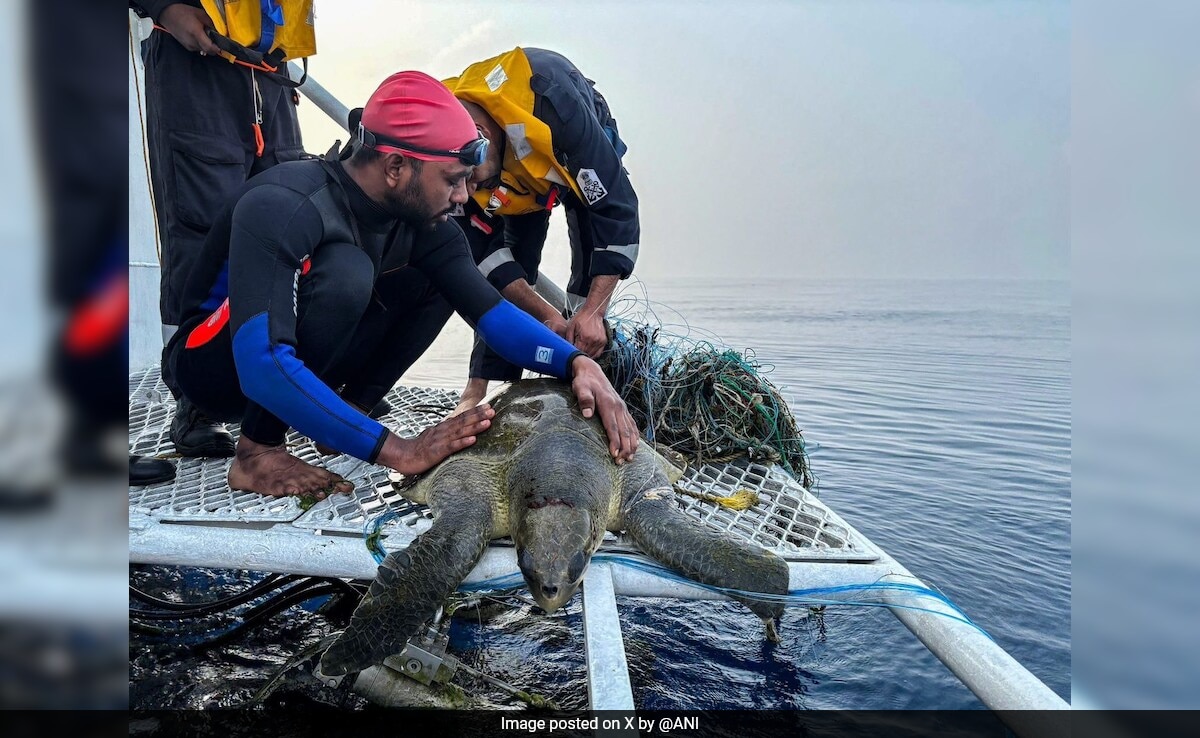 Indian Coast Guard's Operation Olivia Saves Record 6.98 Lakh Olive Ridley Turtles in Odisha!